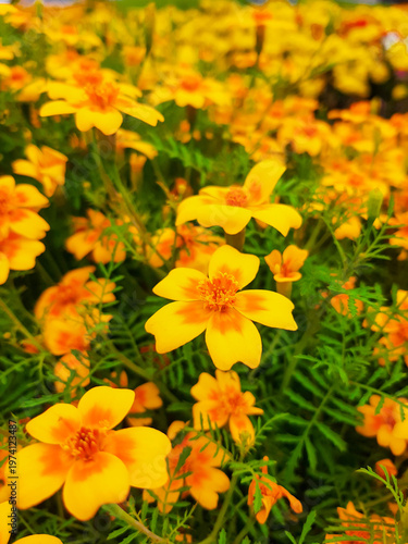 Yellow Tagetes thin-leaved in a flowerbed on a sunny day