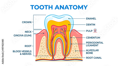 Detailed diagram of human tooth anatomy, showing crown, neck, root, enamel, dentin, pulp, cementum, periodontal ligament, alveolar bone, blood vessels, nerves, and root canal.