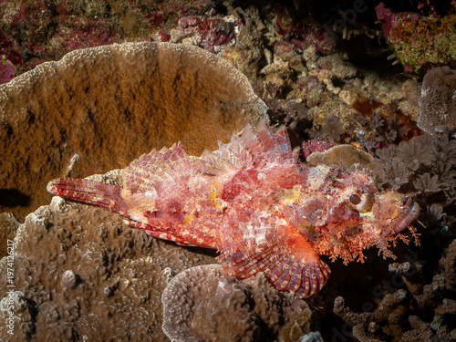 A scorpionfish, a master of camouflage, rests on a coral reef. Its textured skin and coloration allow it to blend seamlessly with its surroundings, ma