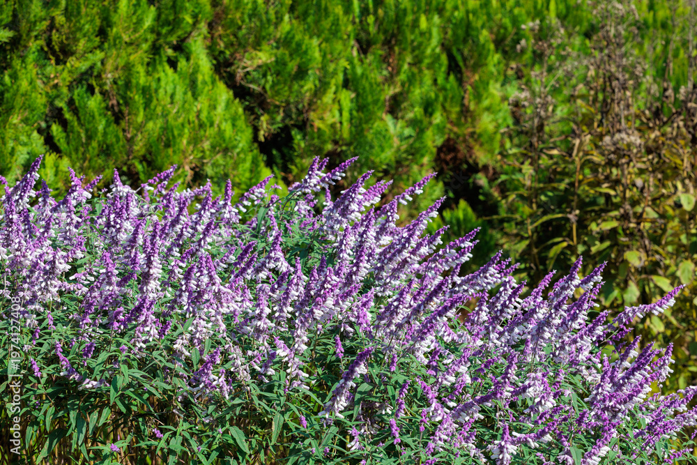 Obraz premium Salvia leucantha Purple Velvet flowers in the garden blooming in autumn.