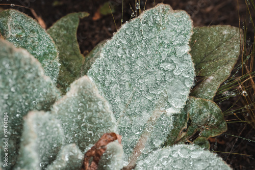 Fotografie Close-up of fuzzy green leaves covered in frost and water droplets on a cold day