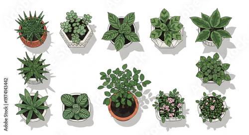 Collection of Potted Succulents and Small Plants in Decorative Containers.