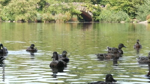 New York City Central Park nature oasis in Manhattan. Gapstow Bridge and lake in summer day, United States. Pond water and greenery, people feeding duck birds. Autumn fall leaves, landmark of NYC, USA