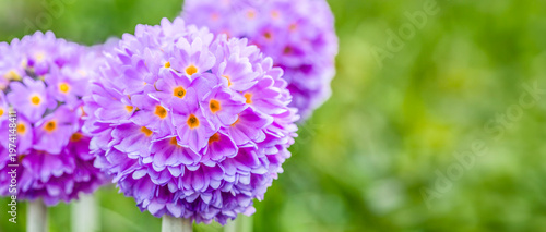 Three violet Drumstick Primula Primula denticulata on grass garden background, close-up macro of spring flowers