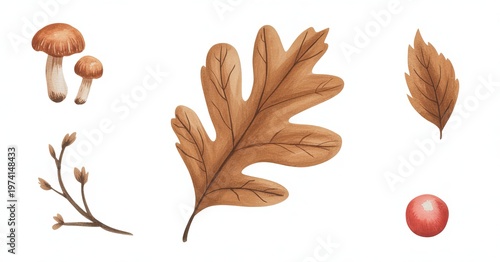 Watercolor autumn elements oak leaf mushrooms branch berry