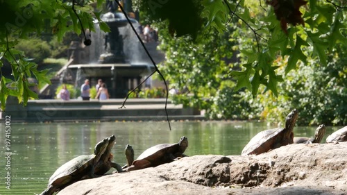 New York City Central Park nature oasis in Manhattan. Bethesda Terrace and Fountain, lake in summer day, United States. Wild turtle on rock in pond water. Greenery and people near landmark of NYC, USA