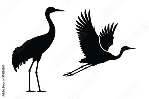 Elegant crane birds standing and flying silhouettes vector illustration