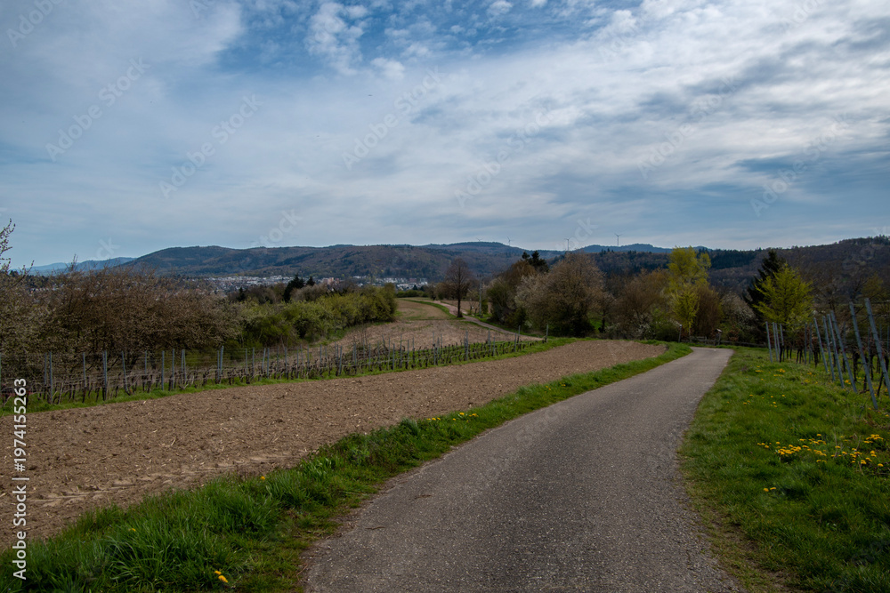 Fototapeta premium Ortenau oberhalb von Lahr im Frühling