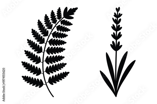 Minimalist silhouette of fern frond and lavender stem botanical elements