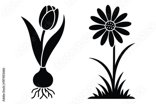 Tulip plant with bulb roots and daisy flower in grass silhouette vector set