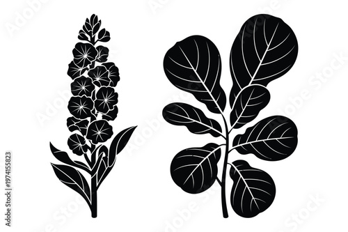 Flowering spike and broad rounded leaf branch black silhouette botanical vector