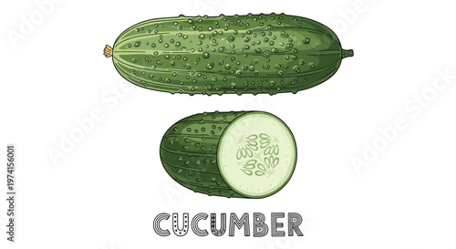 Detailed botanical illustration of a whole fresh green cucumber and a cross section showing the seeds inside.