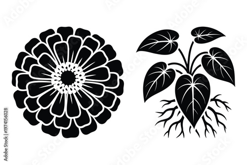 Zinnia flower head and potted plant with roots silhouette vector set, silhouette