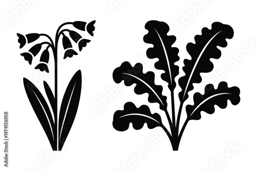 Bluebell flowers and kale leaf plant silhouette vector illustration graphics