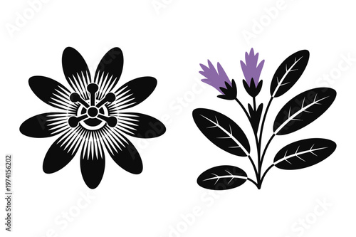 Passion flower blossom and lavender sprig botanical vector graphic with lavender