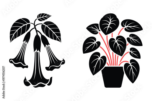 Angel trumpet flowers and potted indoor plant vector illustration with botanical