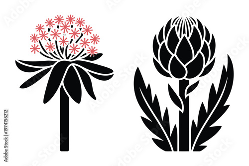 Artichoke protea and star flower botanical vector illustration silhouette