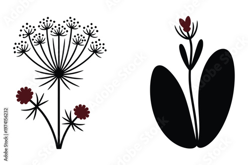 Botanical vector silhouette of wild parsley umbel and broad leaf plant
