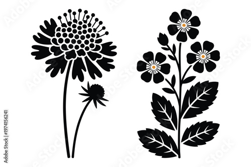 Scabiosa pincushion flower and wildflower stems botanical vector illustration