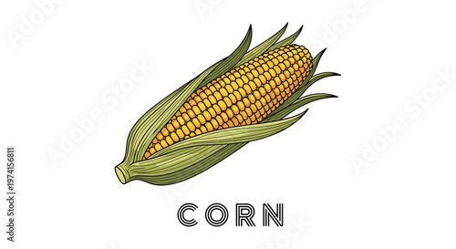 Detailed vintage style illustration of a fresh ear of corn with its green husk partially opened on a white background.