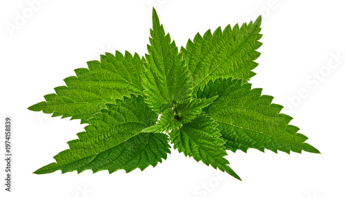Stinging nettle alternative medicine and medicinal herbs, isolated on transparent background