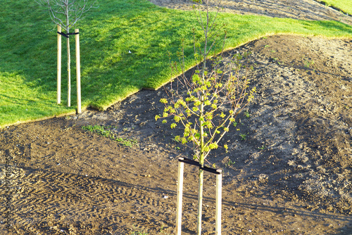 Foto Young maple sapling with spring flowers supported by stakes within newly formed park landscape