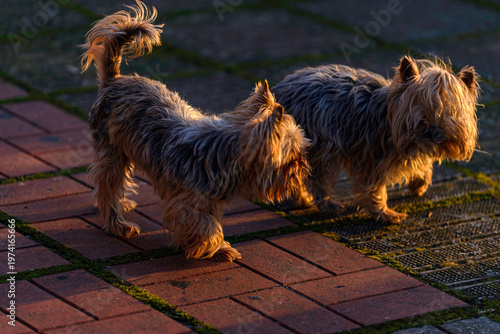 portrait of a small dog