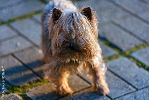 portrait of a small dog