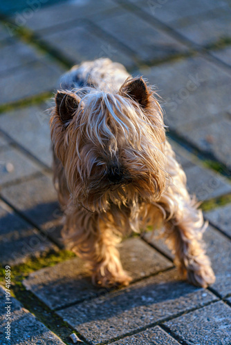 portrait of a small dog