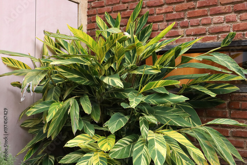 Variegated Shell Ginger (Alpinia zerumbet 'Variegata')