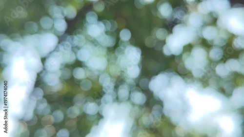 green bokeh background from nature under tree shade, defocused