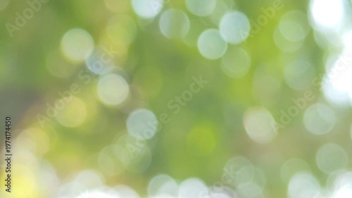 green bokeh background from nature under tree shade, defocused