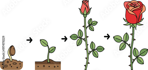 Simple Rose Growth Stages Illustration Showing Seed Germination, Sprout Development, Stem Growth, and Blooming Flower Process in Clean Cartoon Style