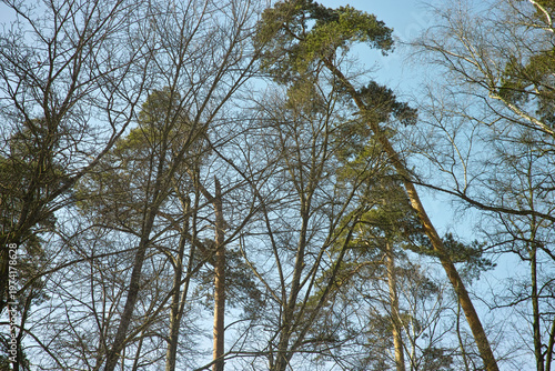 old crooked leaning pine