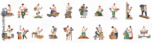 Flat vector illustration of a collection of people in traditional clothing harvesting, gathering, and preparing lavender bunches in a historical rural setting.