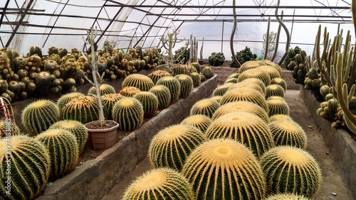 Golden Barrel Cactus at Pine View Nursery in Kalimpong West Bengal India 