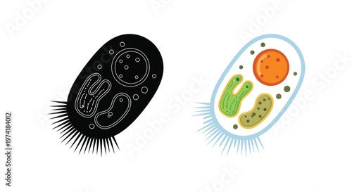 Detailed illustration of a paramecium shown in color and black silhouette