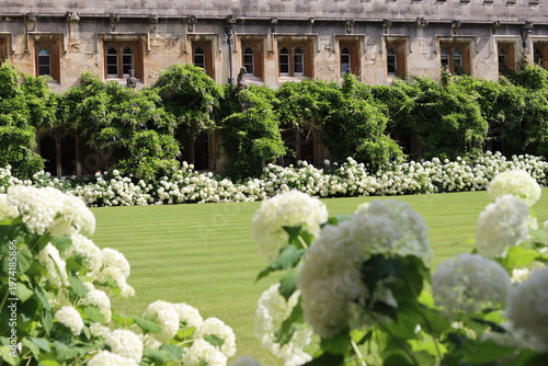 Foto White hydrangeas in a garden inside old cloisters