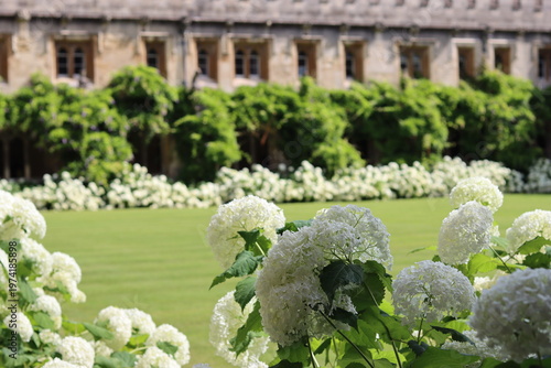 Schilderij op canvas White hydrangeas in a garden inside old cloisters