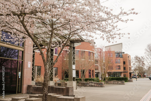 Puyallup, Washington, USA, 04.04.2026 - Pioneer Park, Library, and Blooming Cherry Blossoms