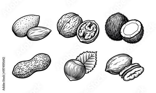 Collection of hand-drawn nuts in a retro sketch style. Features almond, walnut, coconut, peanut, hazelnut, and pecan. Ideal for natural food packaging or menu design.