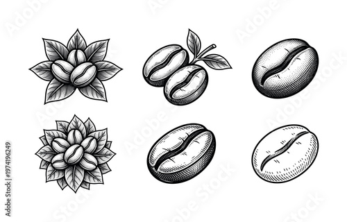 A set of hand-drawn coffee bean illustrations in a vintage engraving style. Retro vector elements perfect for cafe branding, packaging design, menus, logos, and coffee shop decor.