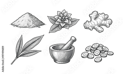 A set of vintage engraved vector illustrations featuring herbal spices like ginger, turmeric, leaves, and a mortar. Perfect for organic packaging, menus, and wellness branding.