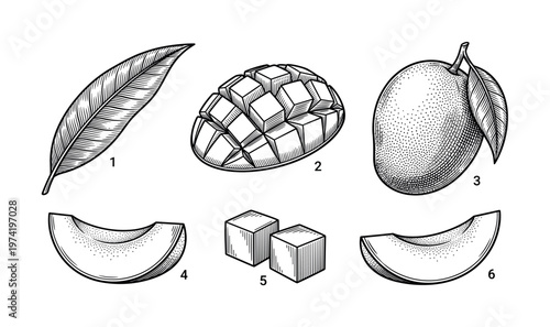 A vintage set of hand-drawn mango fruit illustrations in a black and white engraving style. Includes whole fruit, slices, cubes, and leaf. Ideal for menus or organic food branding.