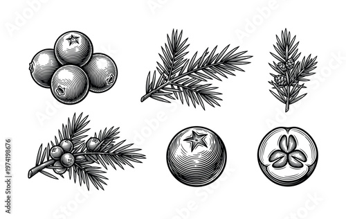 Set of juniper berries and branches in a vintage engraving style. Black and white botanical vector illustration perfect for gin labels, cosmetics, or natural product design.
