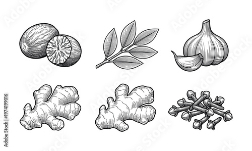 A set of spices and herbs in a vintage hand-drawn engraving style. Includes ginger, garlic, clove, nutmeg, and bay leaf. Perfect for cooking, recipes, and food packaging.