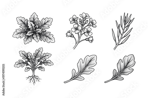A vintage botanical illustration set of the arugula plant. Features leaves, flowers, seeds, and roots in a detailed, hand-drawn engraving style. Perfect for menus or organic branding.
