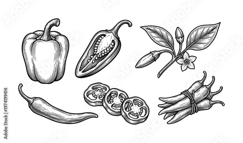 A set of hand-drawn pepper illustrations in a vintage engraving style. Includes bell pepper, chili, and plant. Perfect for menus, packaging, or organic food branding.