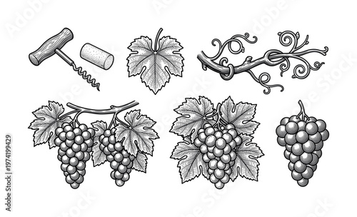 A set of vintage wine-making illustrations in a black and white engraving style. Includes grapes, vine, leaf, corkscrew, and cork. Perfect for labels, menus, and branding.
