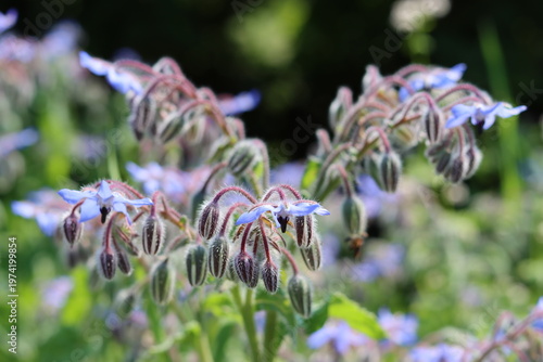 Bild auf Leinwand Close up of borage or starflower flowers